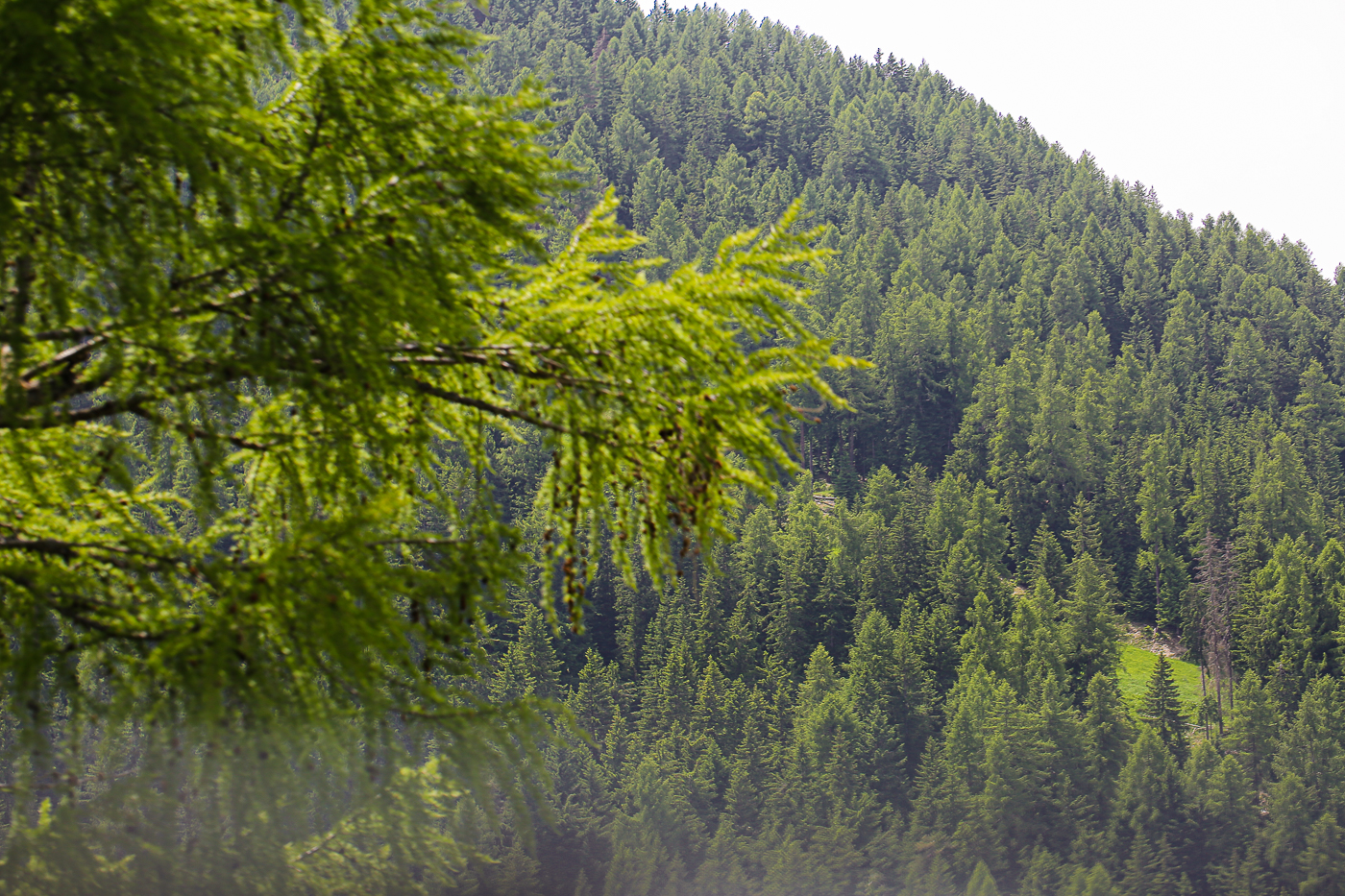 nature